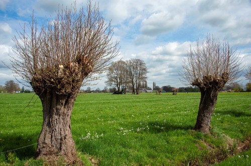 Holhorsterpad