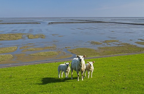 Hoge land en Uithuizerwad
