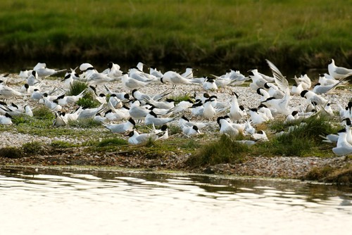 Texel – Vogelboulevard